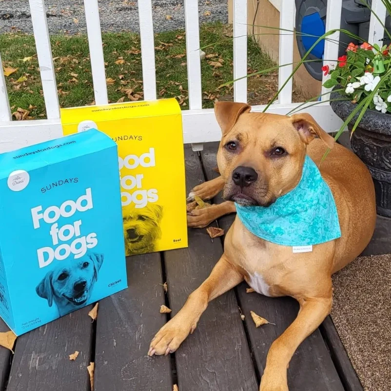 Air Dried Dog Food - Chicken - Image 3